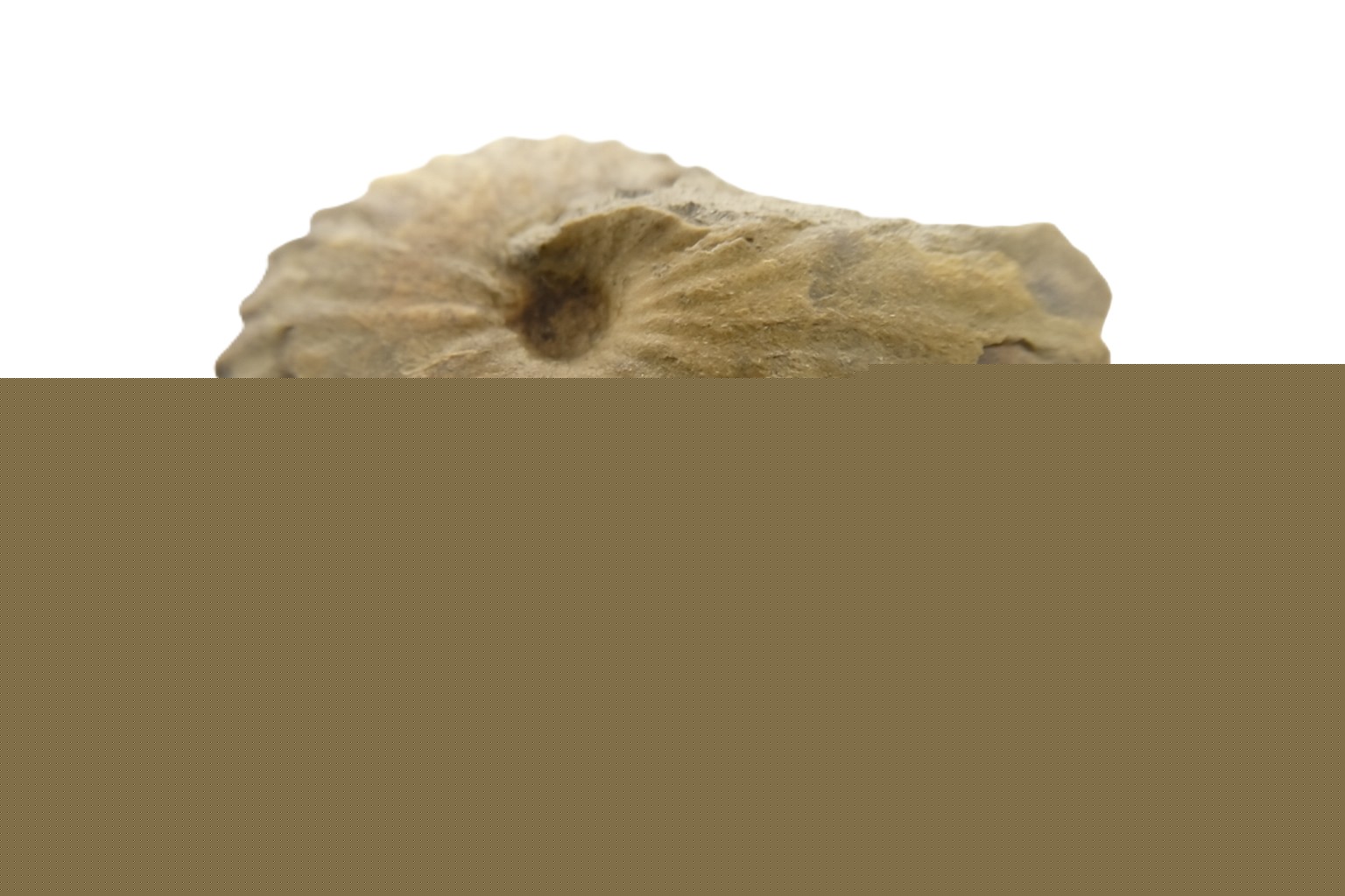 Metoicoceras Ammonite.