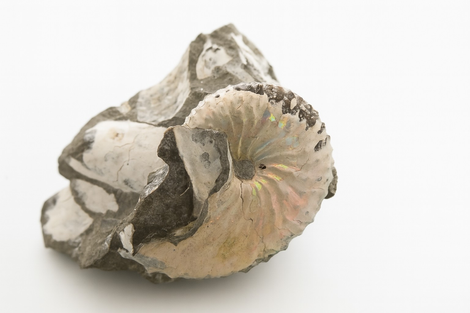 USA Ammonites