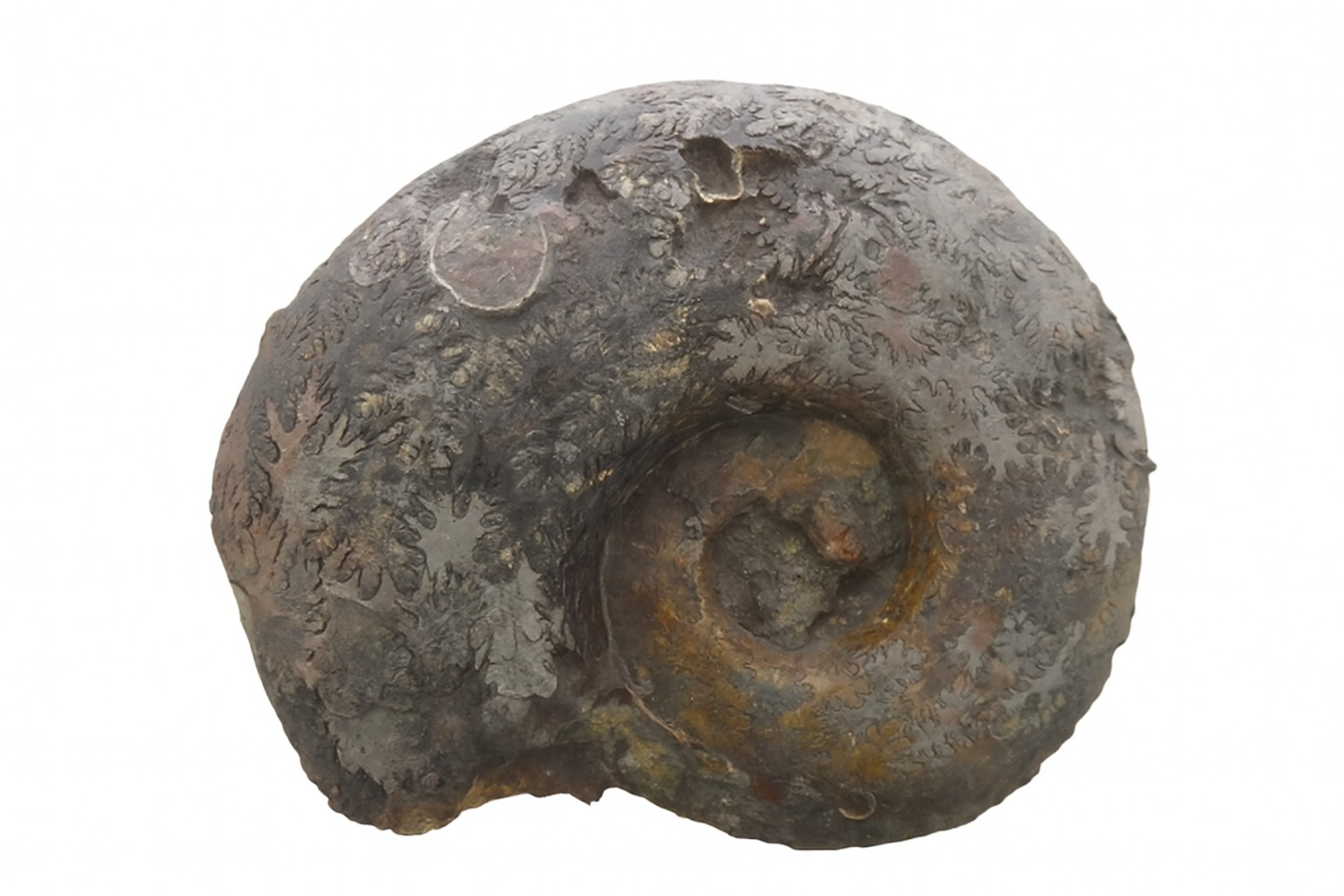 Hammatoceras Ammonite.