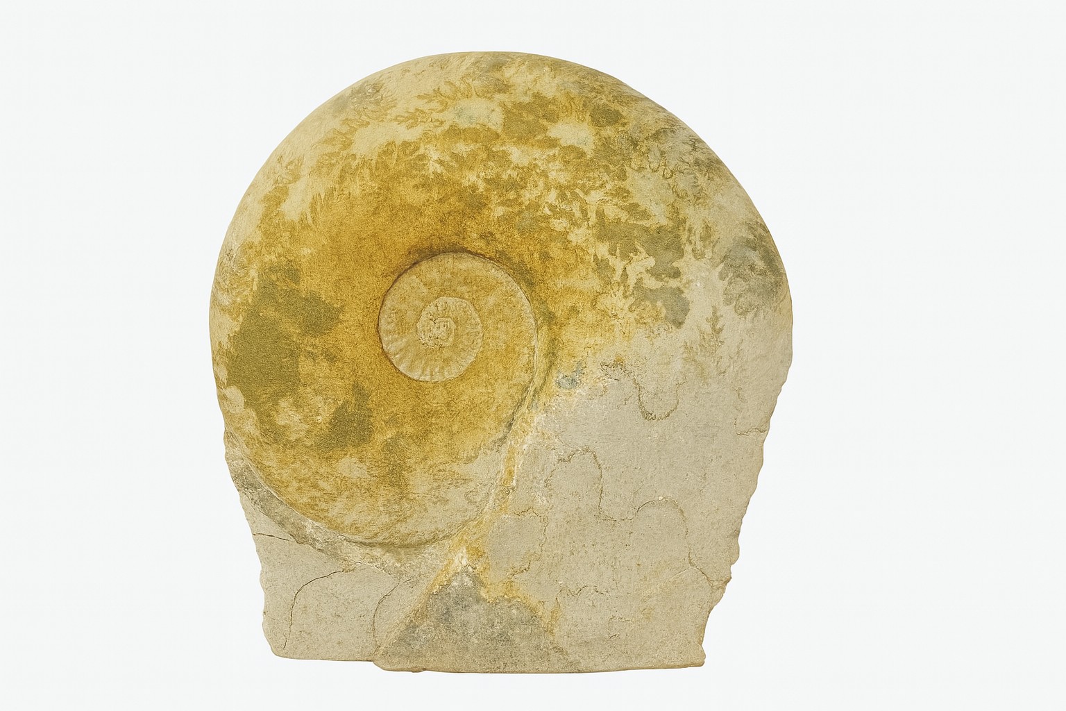 Hildoceras bifrons