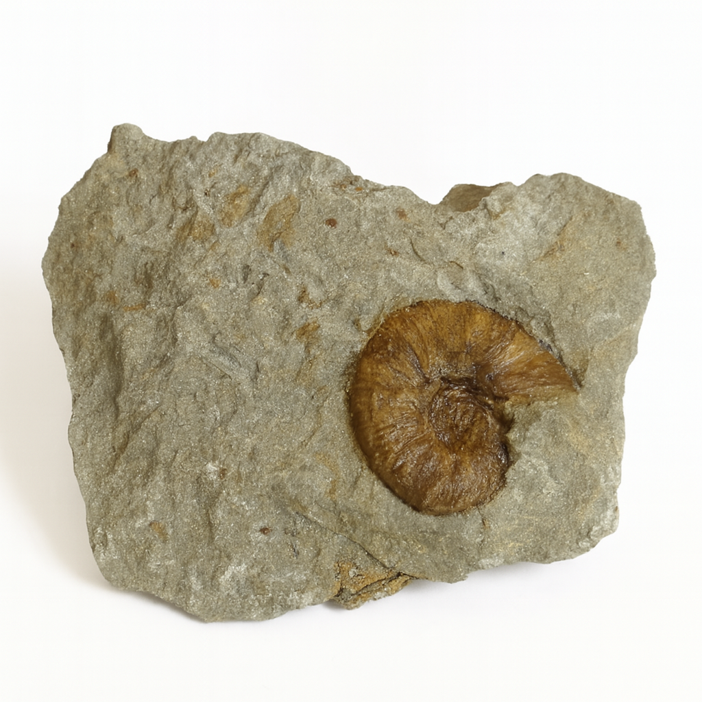 Holodiscus