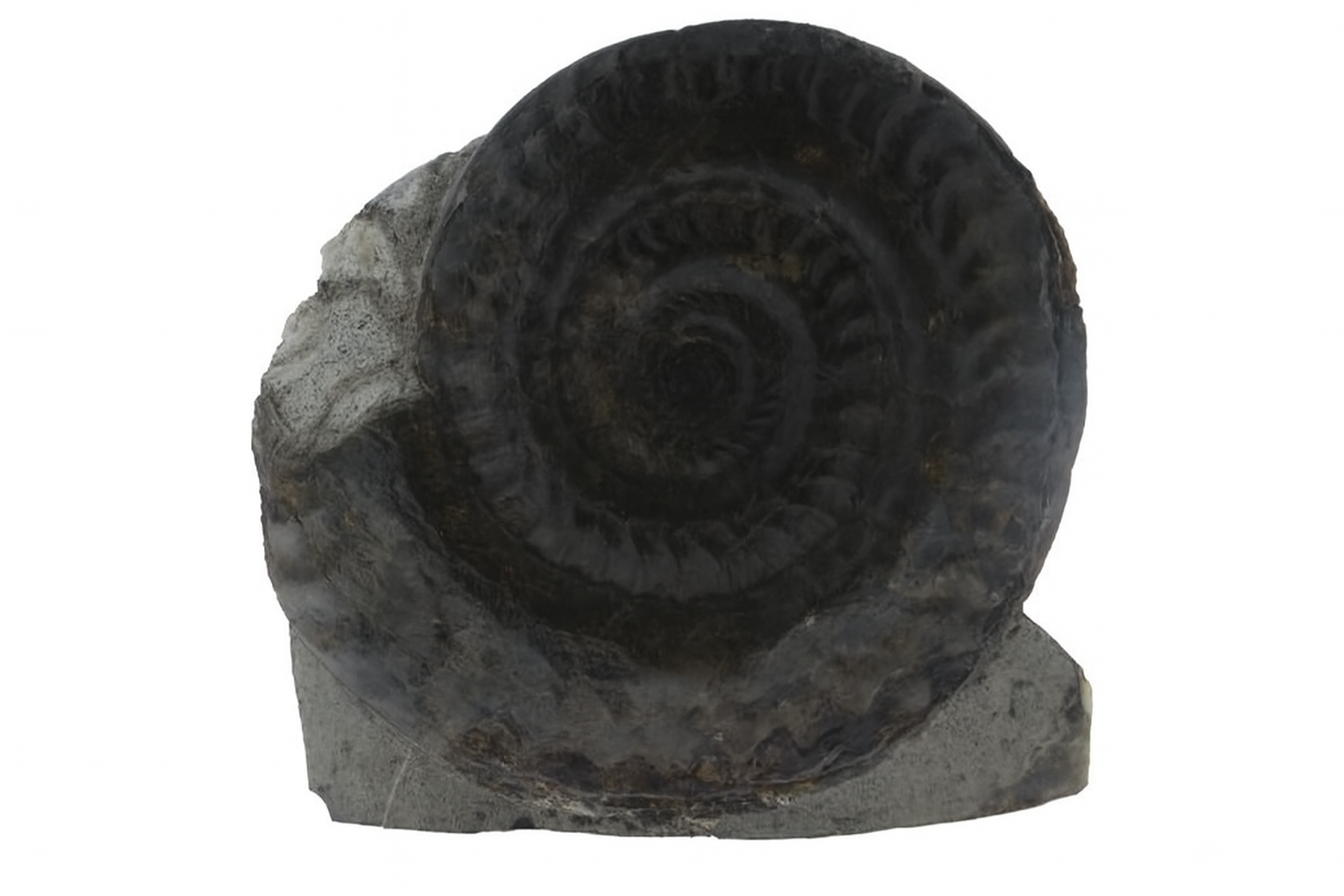 Hildoceras