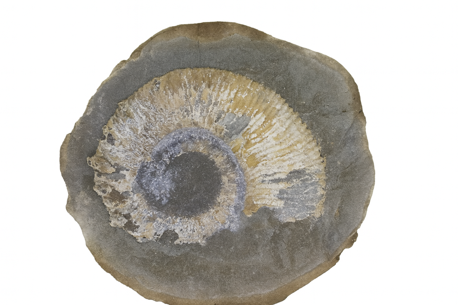 Australiceras jackii.