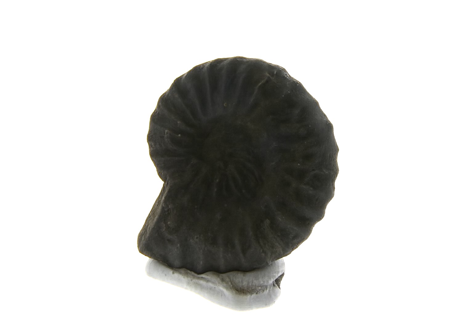 Brancoceras aegoceratoides.