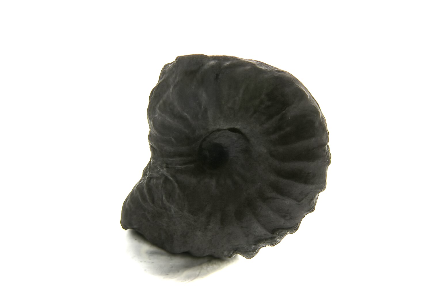 Brancoceras aegoceratoides.
