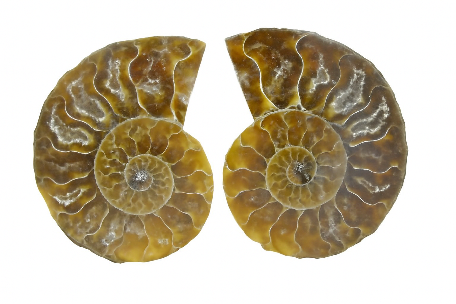 Ammonites