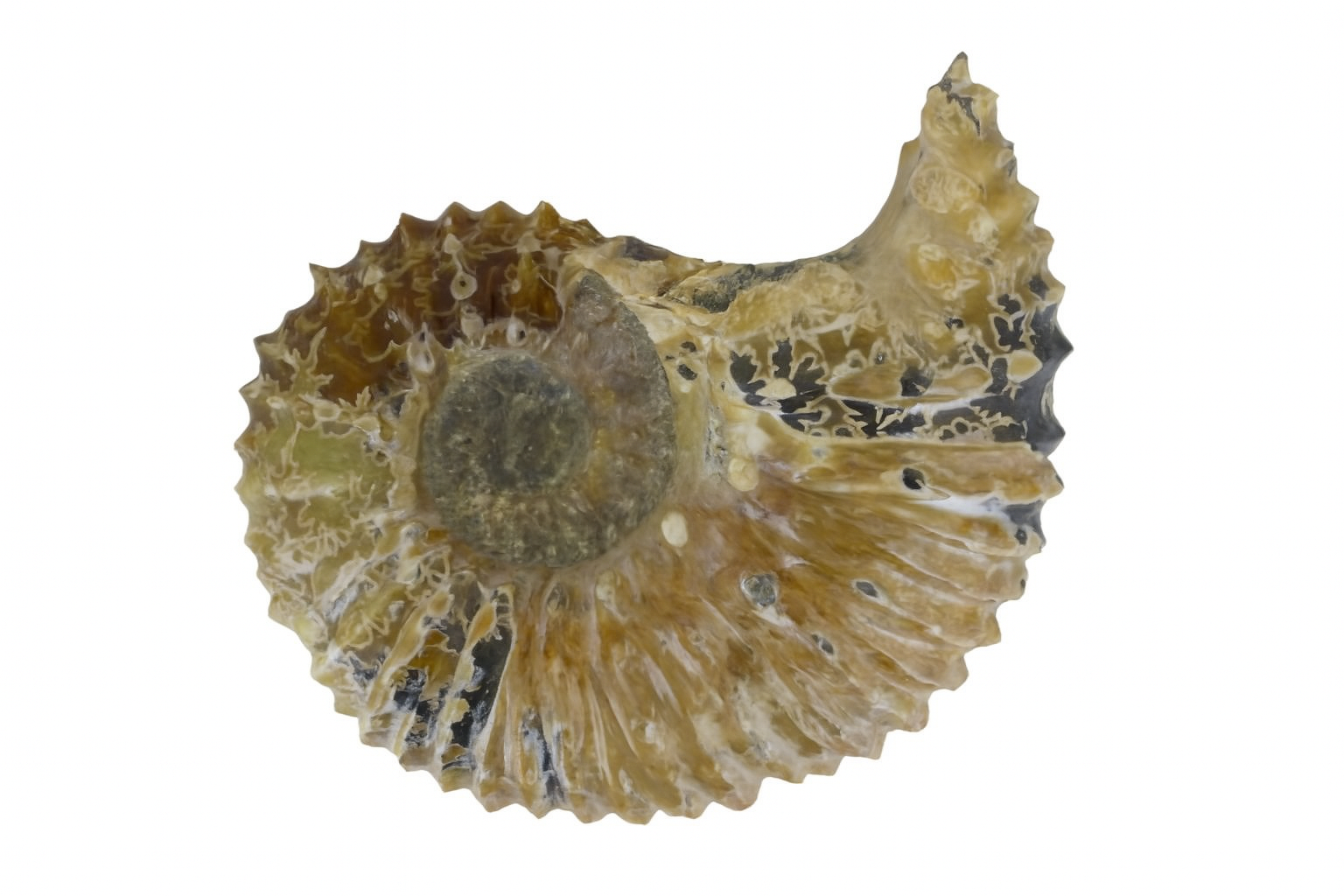 Douvilliceras