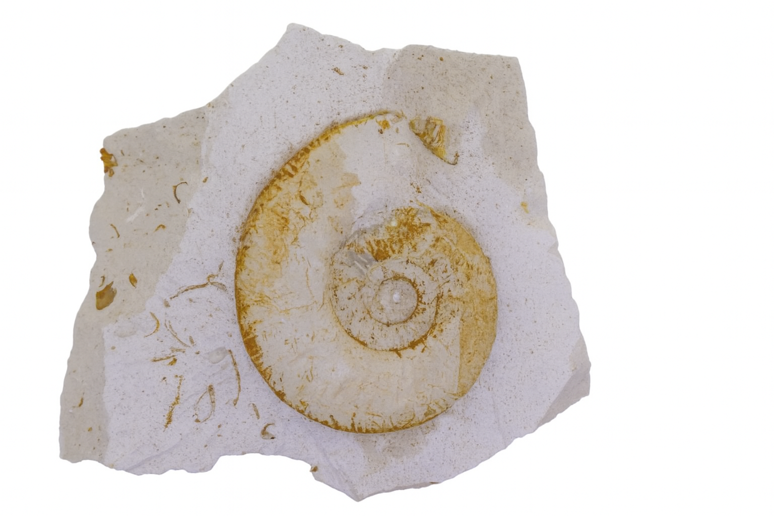 Ammonites from Lyon