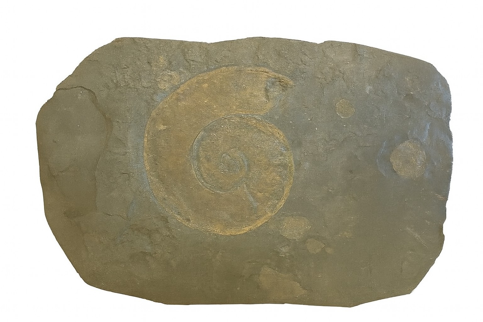 Dactylioceras commune.