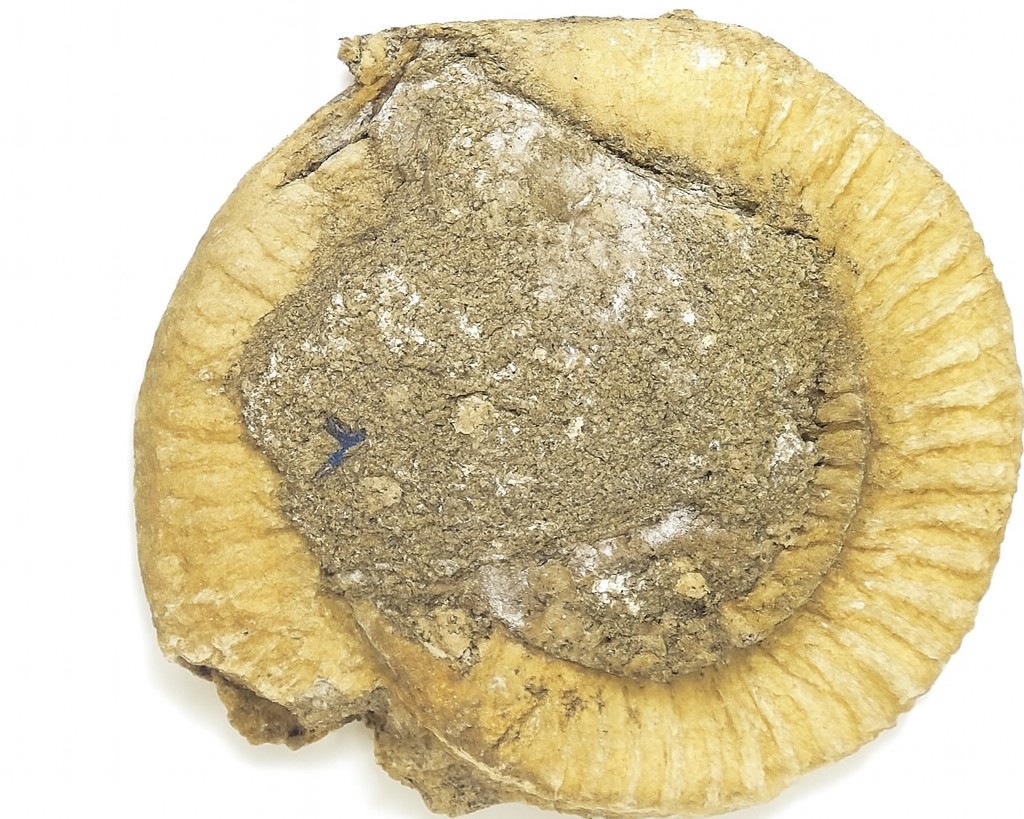 Dactylioceras commune.