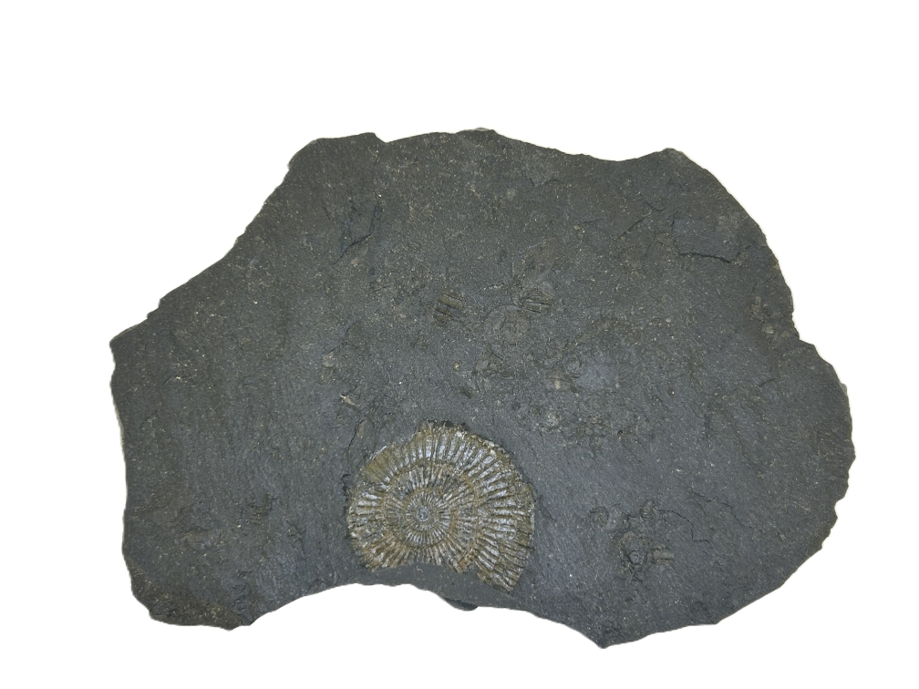 Dactylioceras commune.