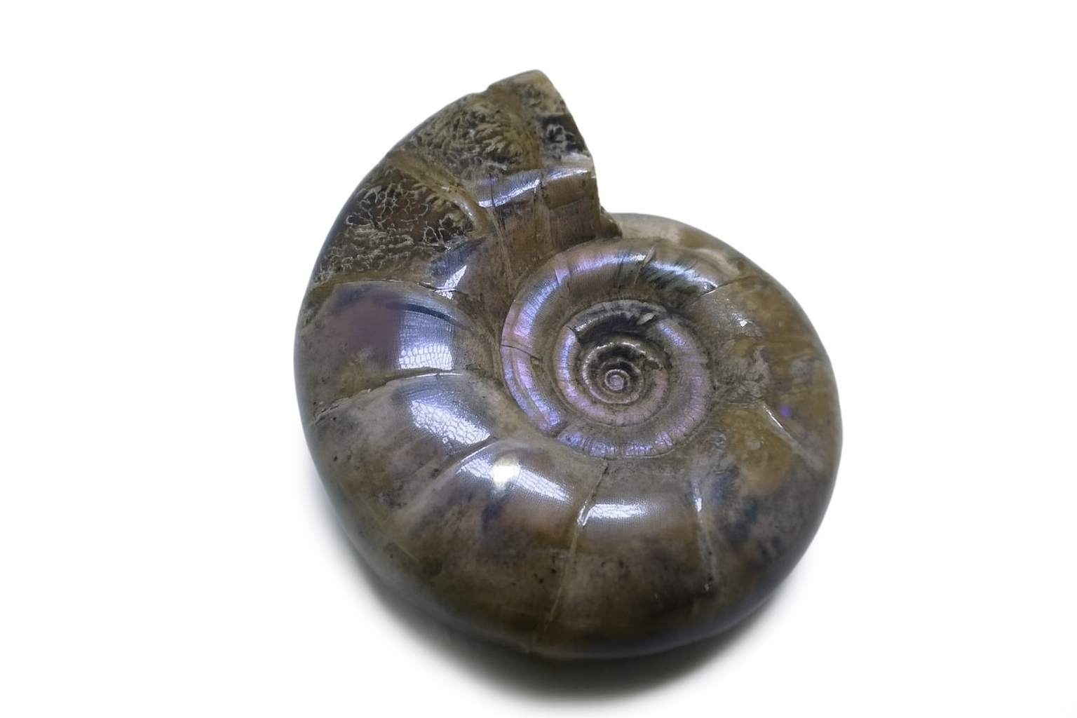 Lytoceras