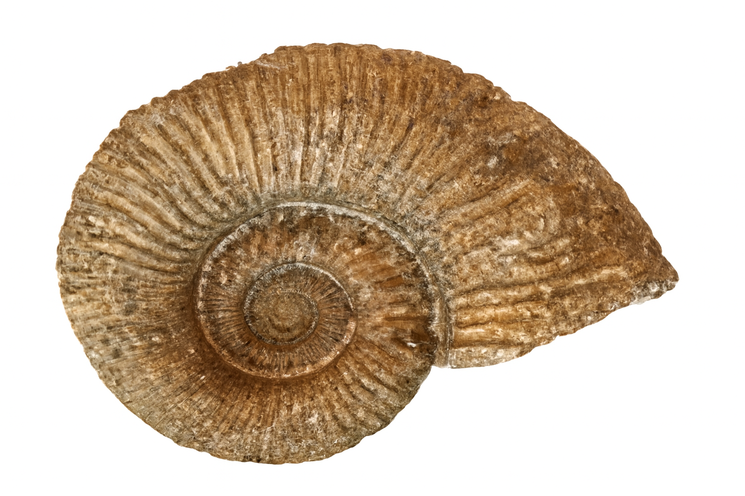 Myloceras
