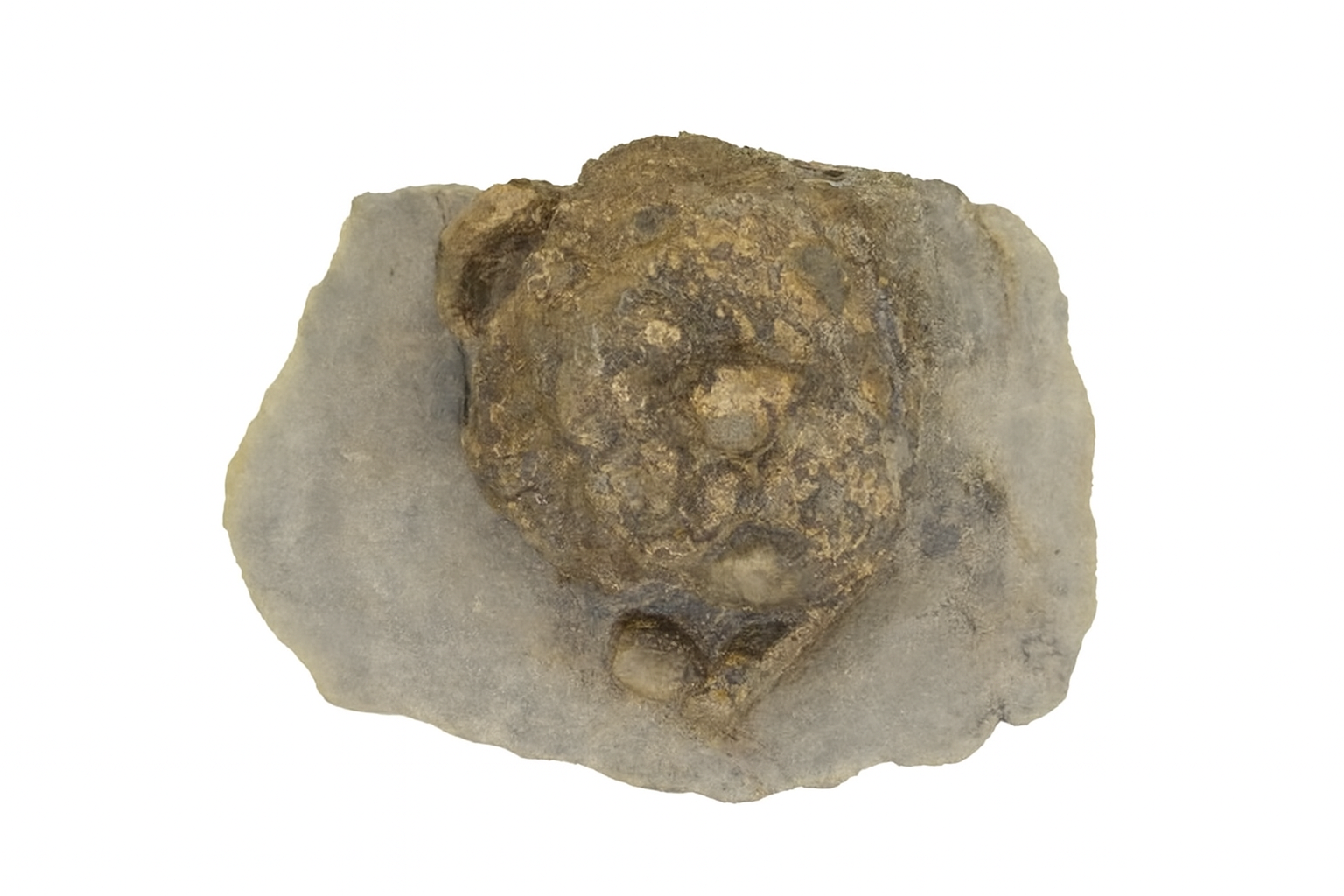 Homolopsis etheridgei.