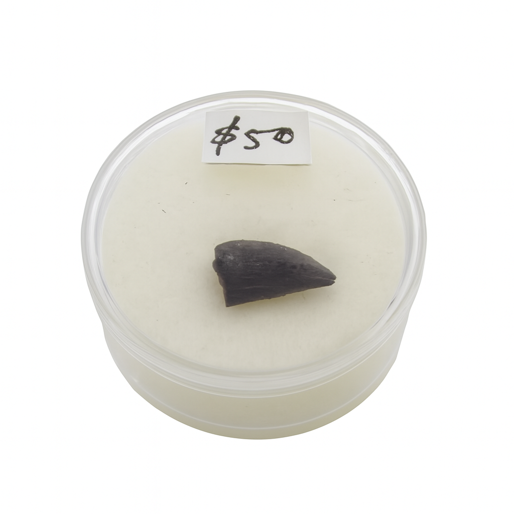 Deltadromeus agilis Tooth.