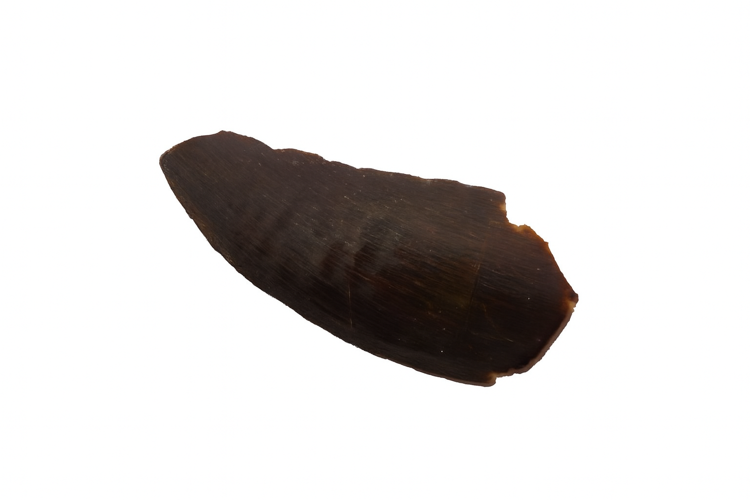 Deltadromeus agilis Tooth.