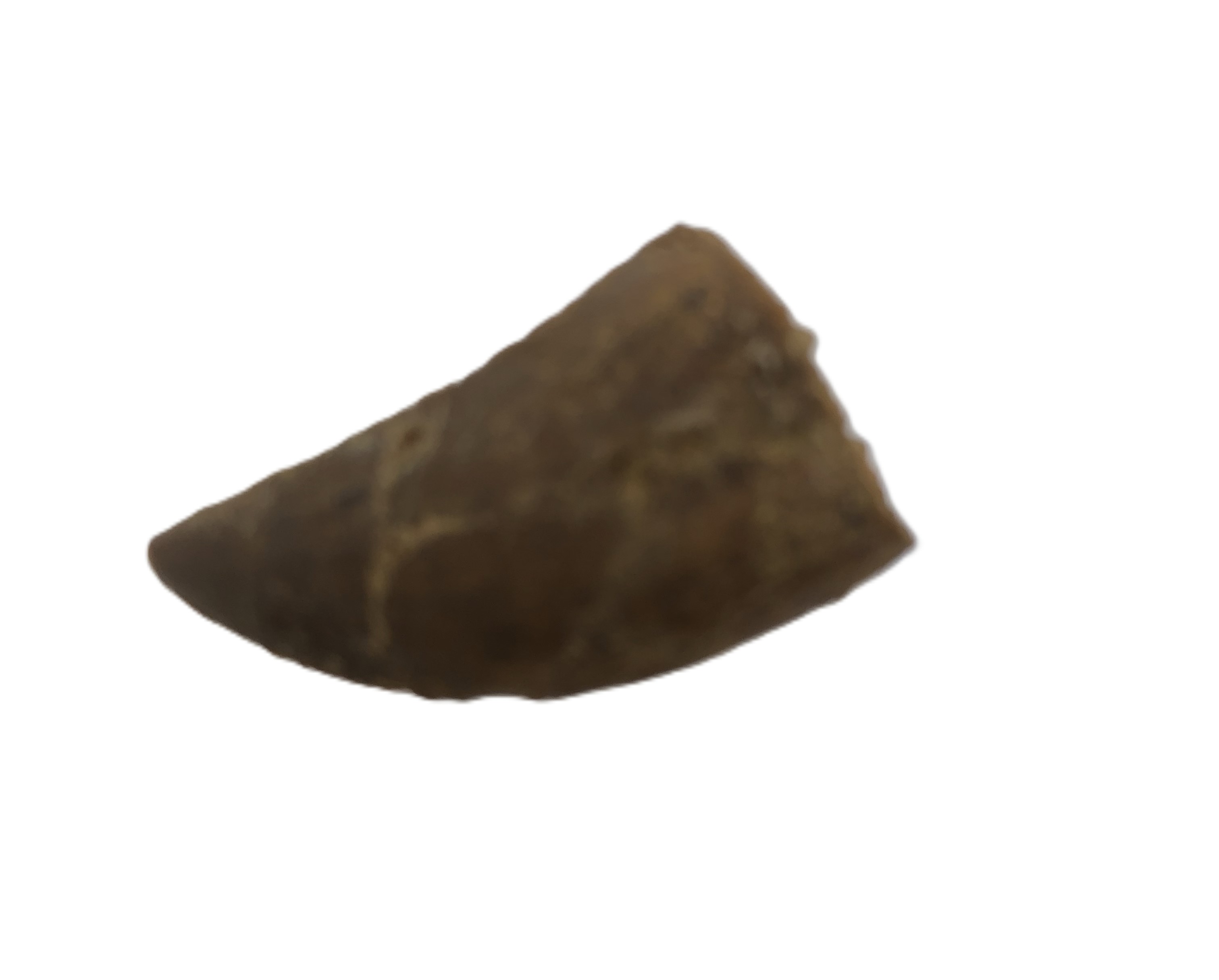 Deltadromeus agilis Tooth.