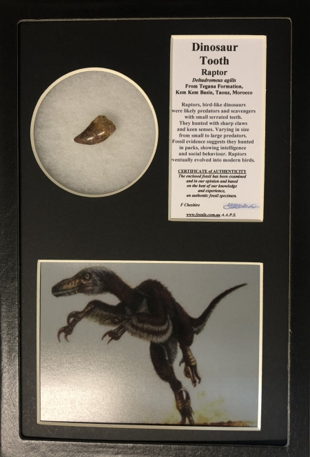 Boxed Raptor tooth.