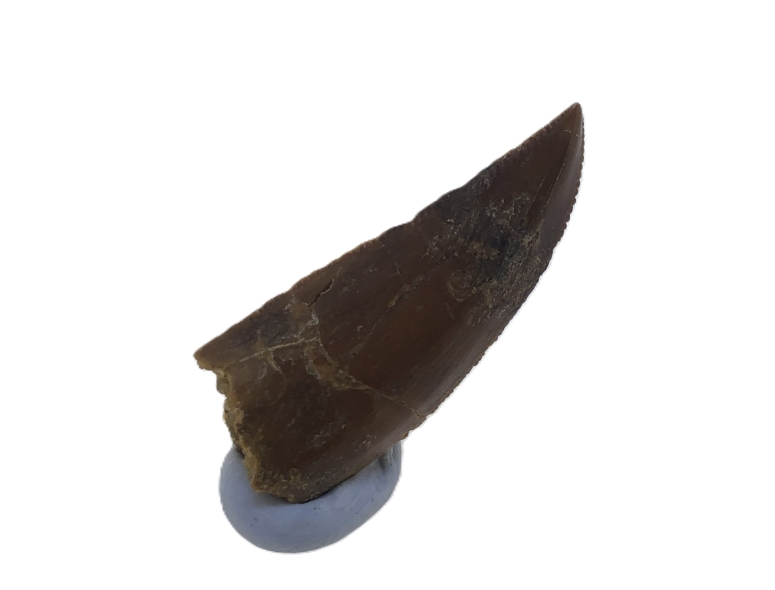 Deltadromeus agilis Tooth.