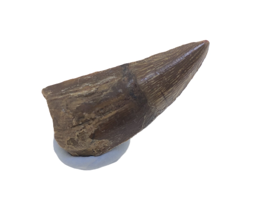 Deltadromeus agilis Tooth.