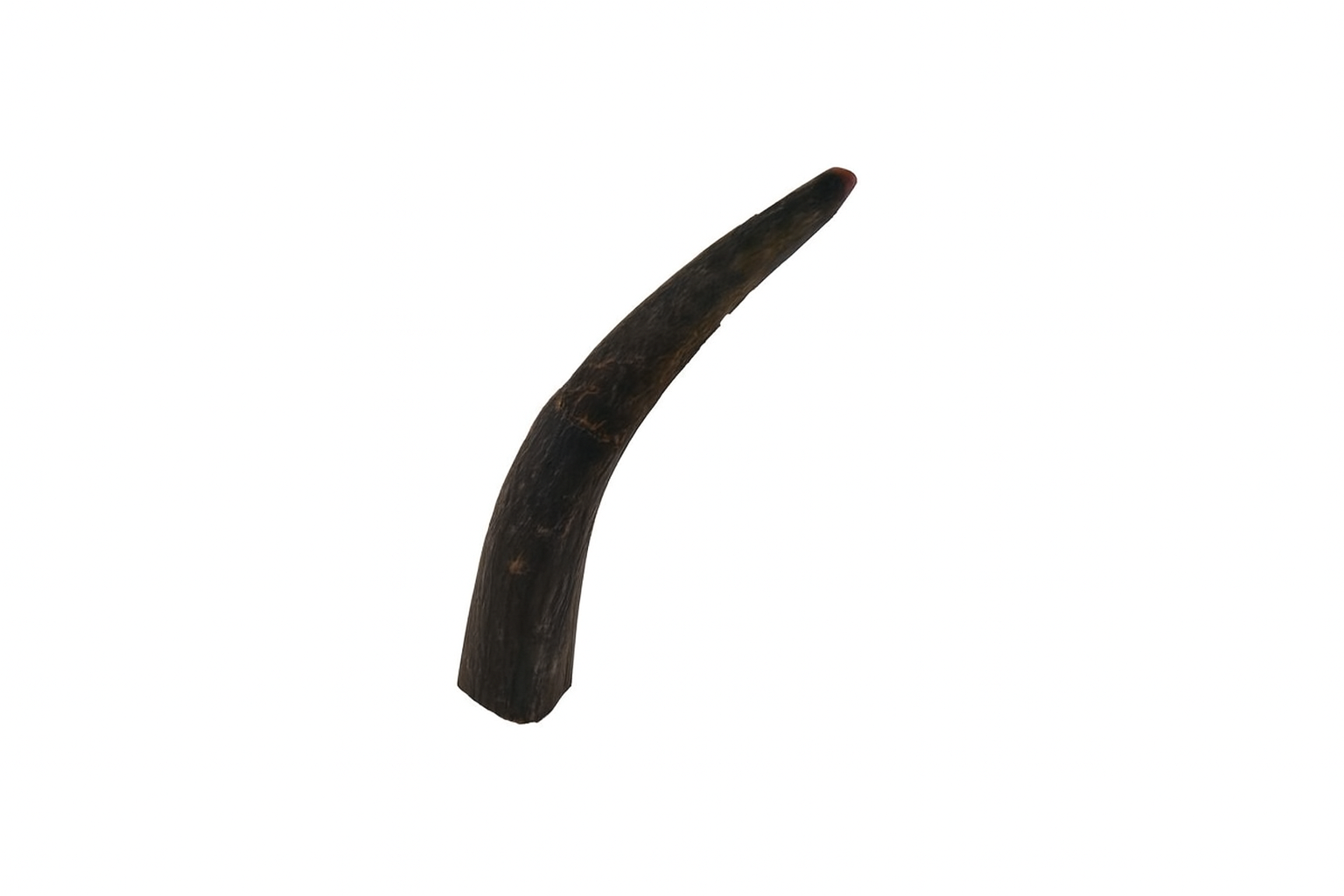 Siroccopteryx moroccensis Tooth.