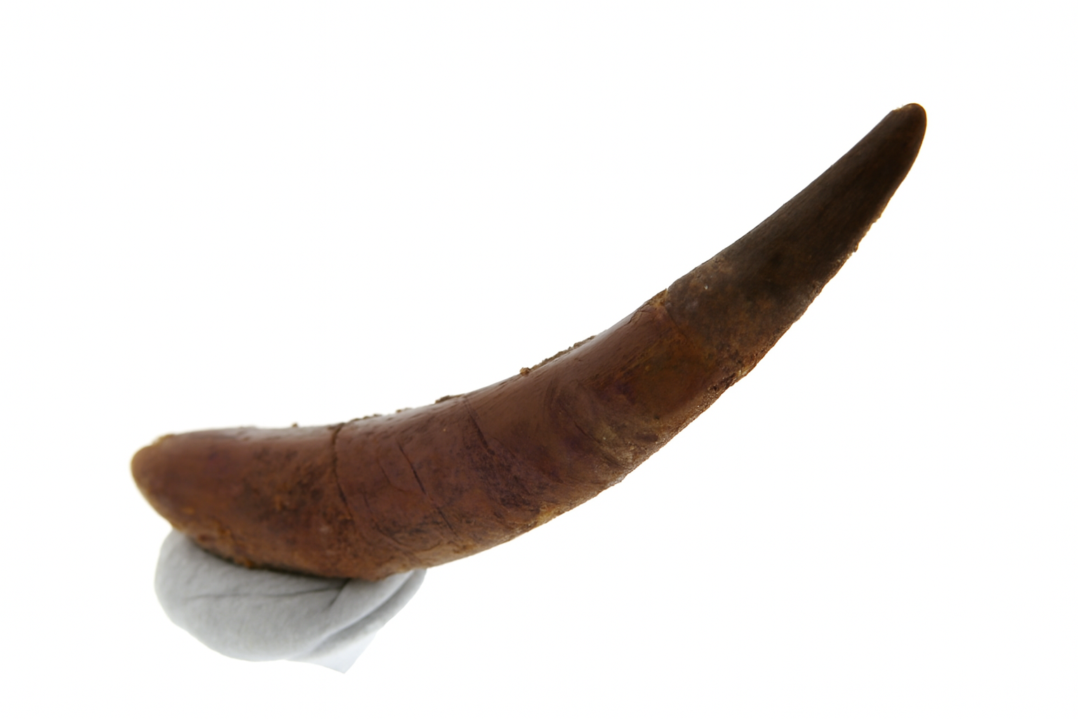 Siroccopteryx moroccensis Tooth.