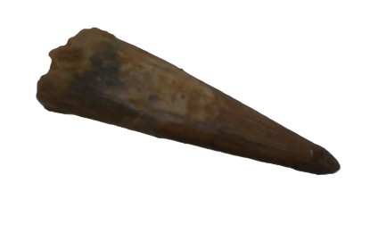 Siroccopteryx moroccensis Tooth.