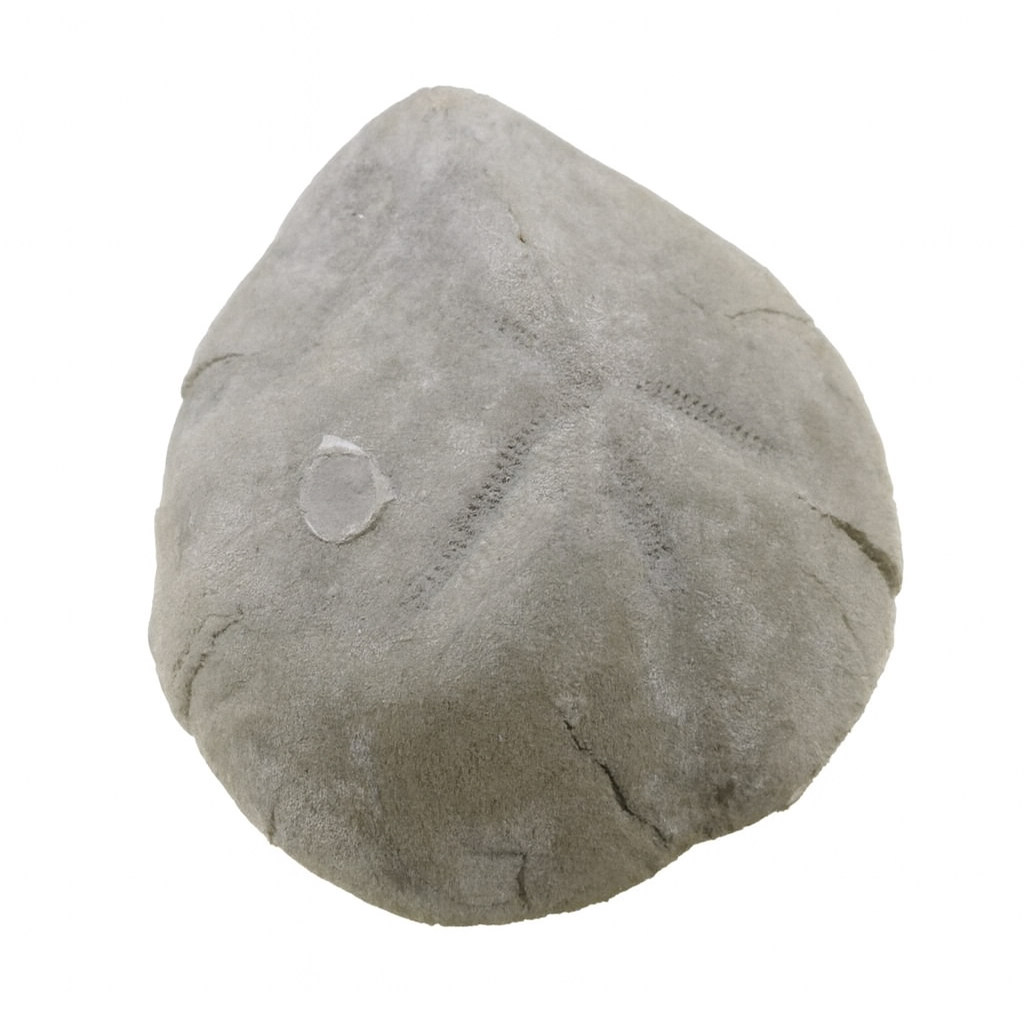 Micraster leskei.