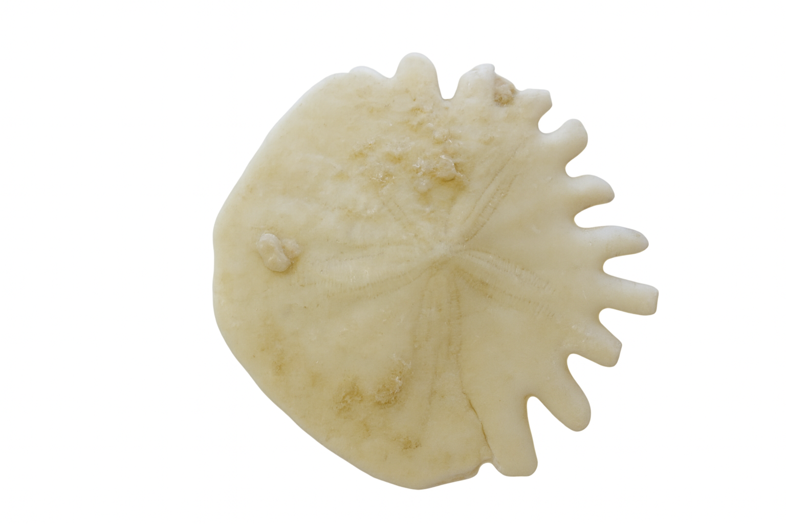 Morocco Echinoids