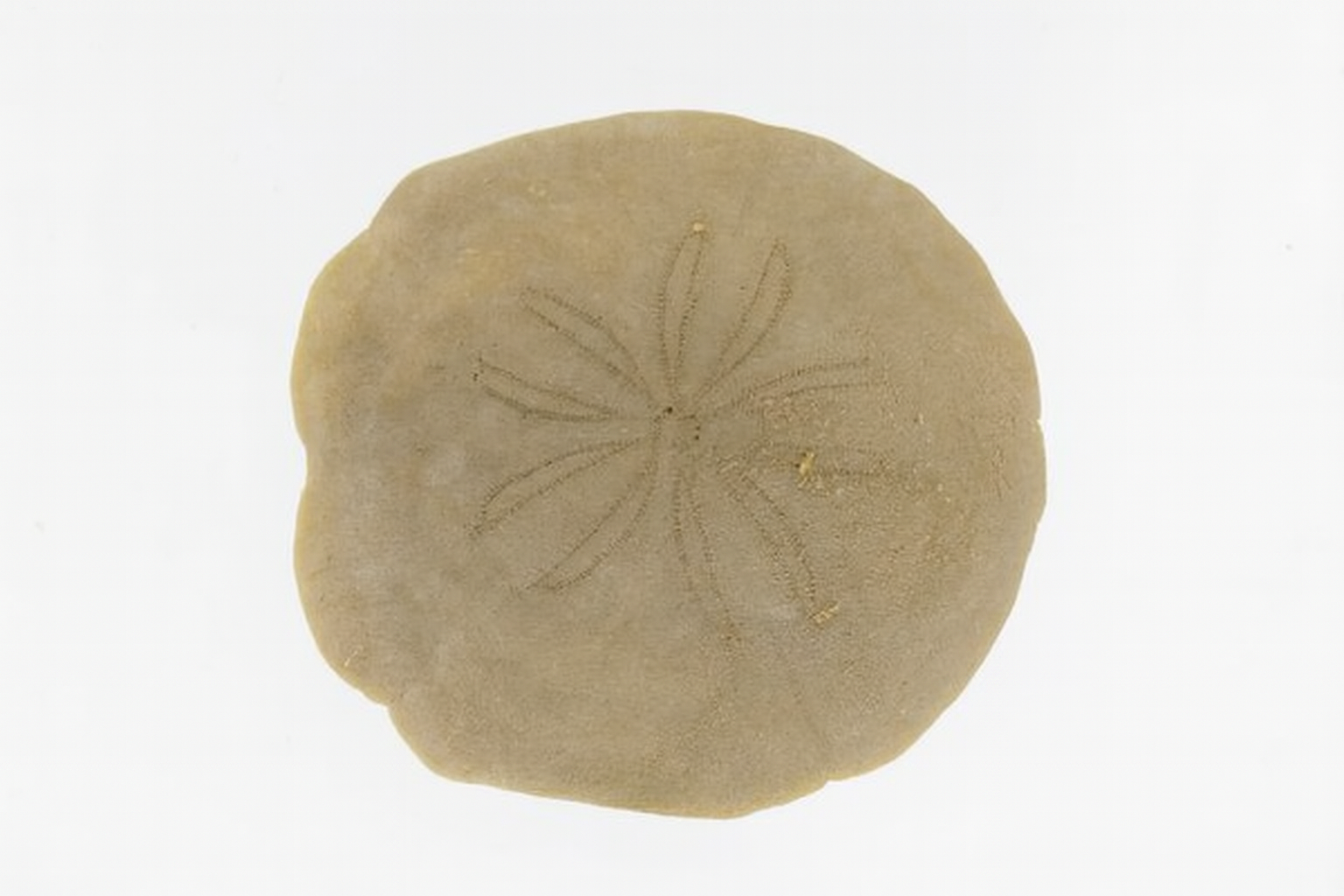 Monostychia australis.