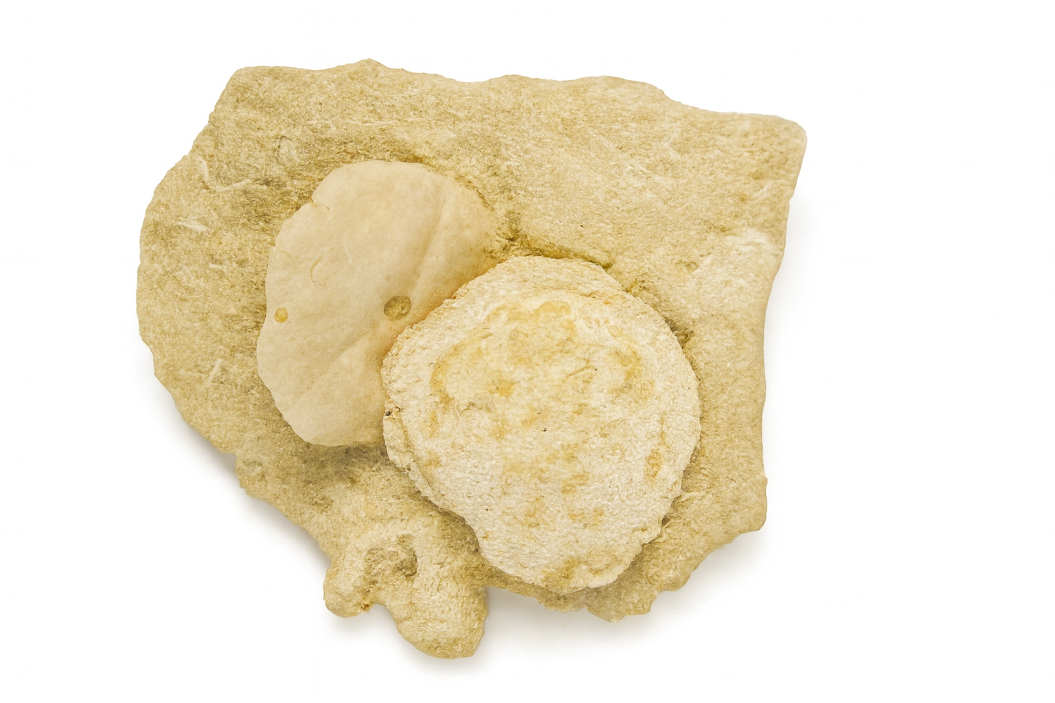 Monostychia australis.