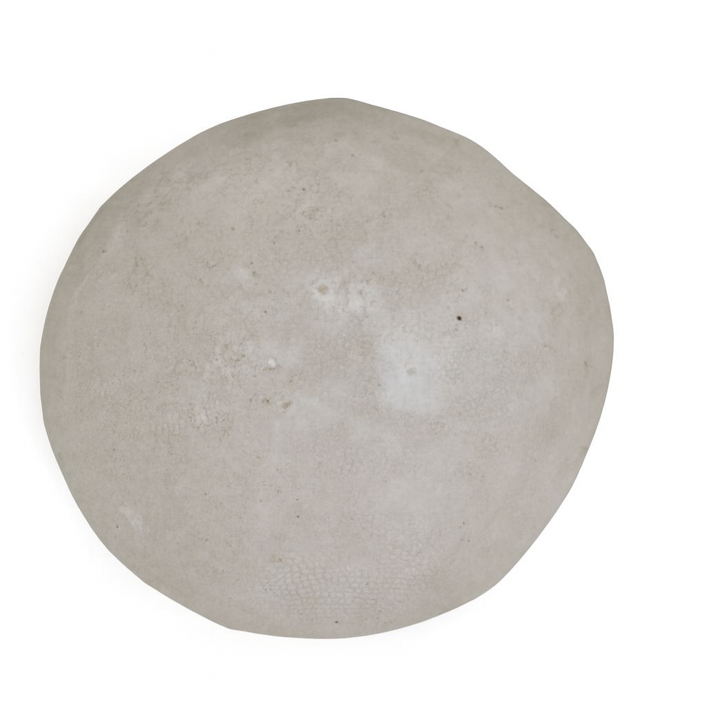 Echinolampas gambierensis.