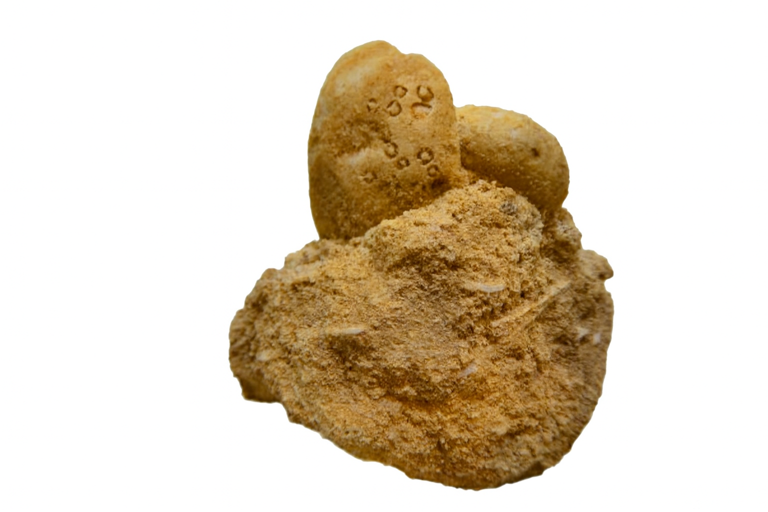 Eupatagus murrayensis.