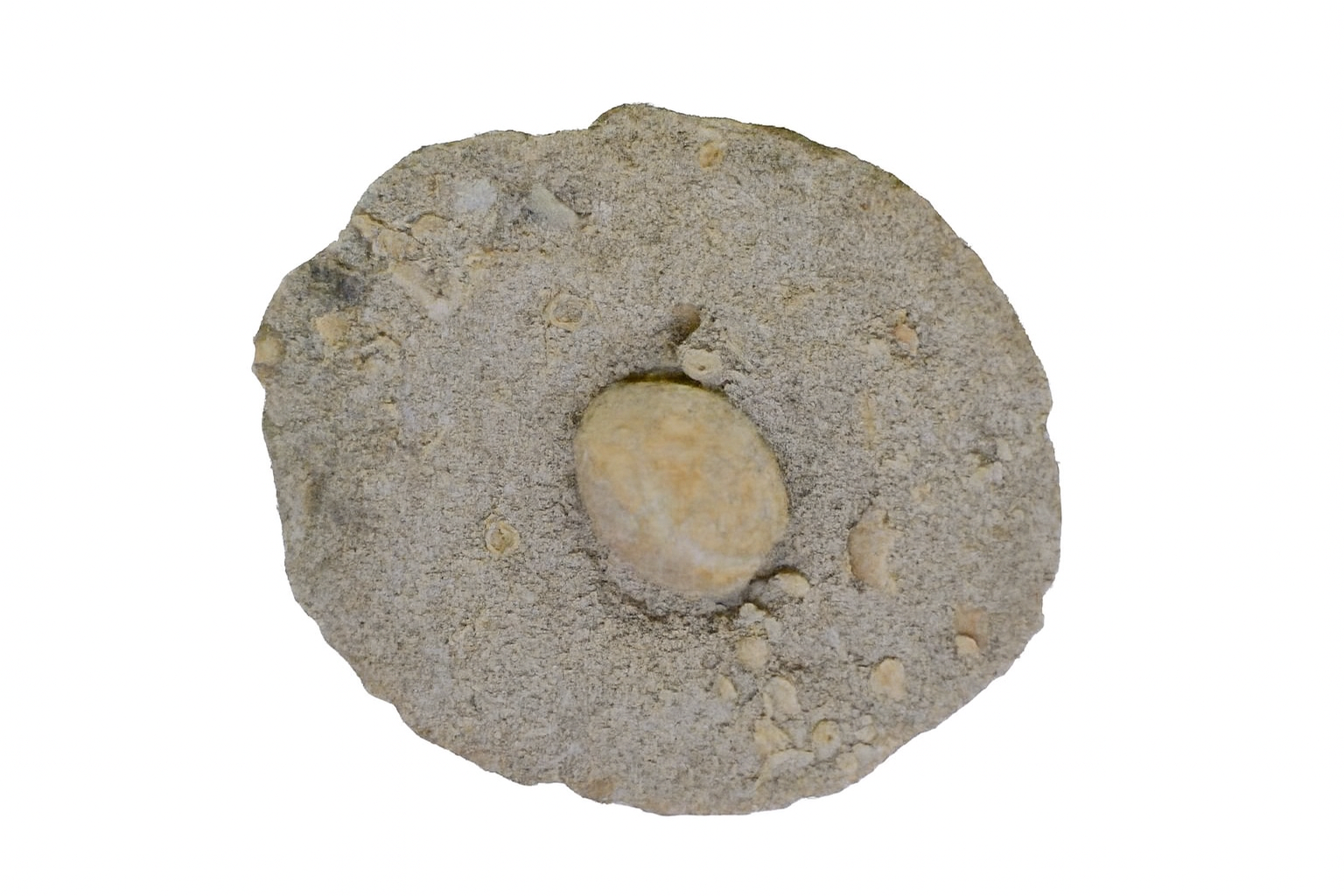 Eupatagus murrayensis.