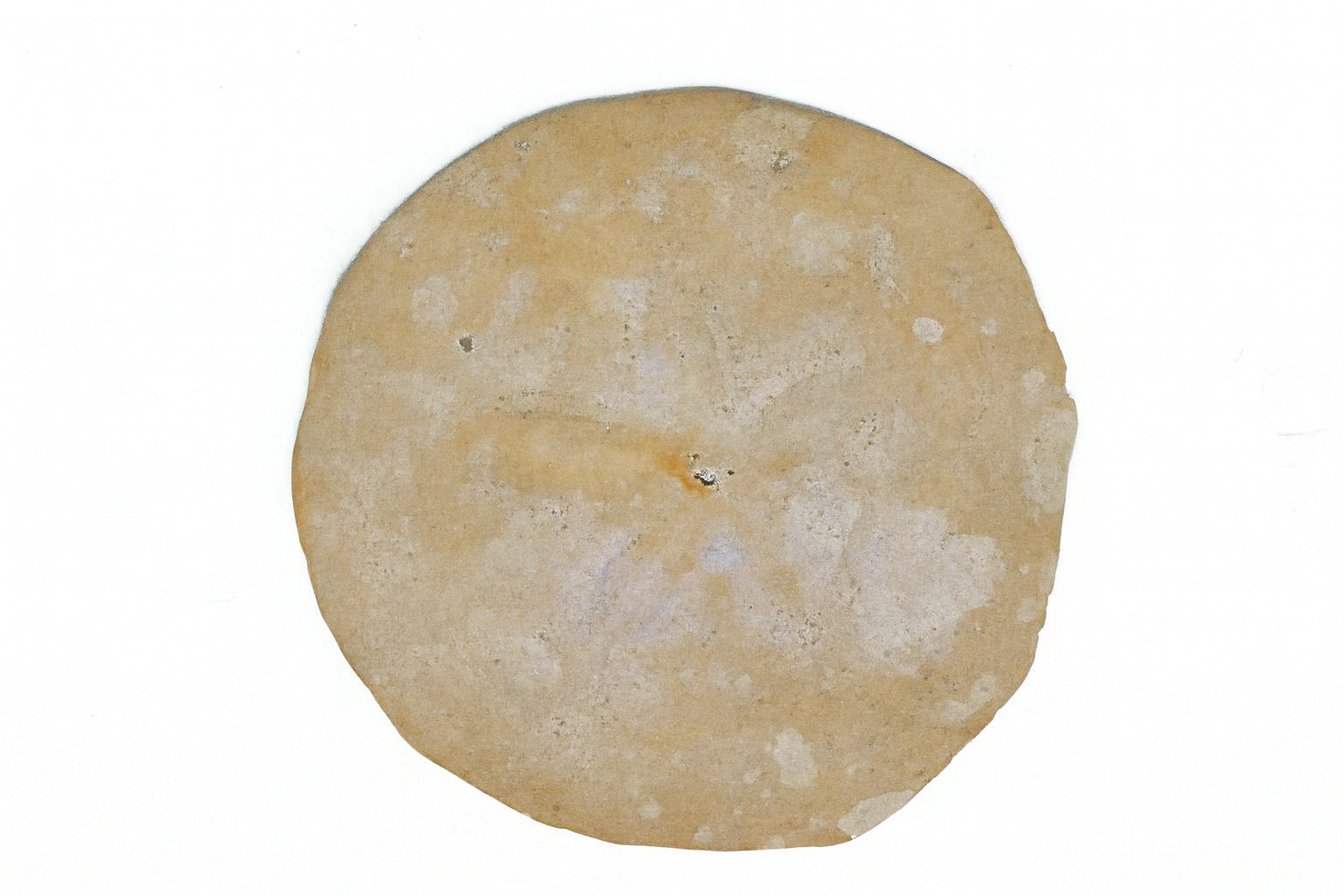 Clypeaster gippslandicus.