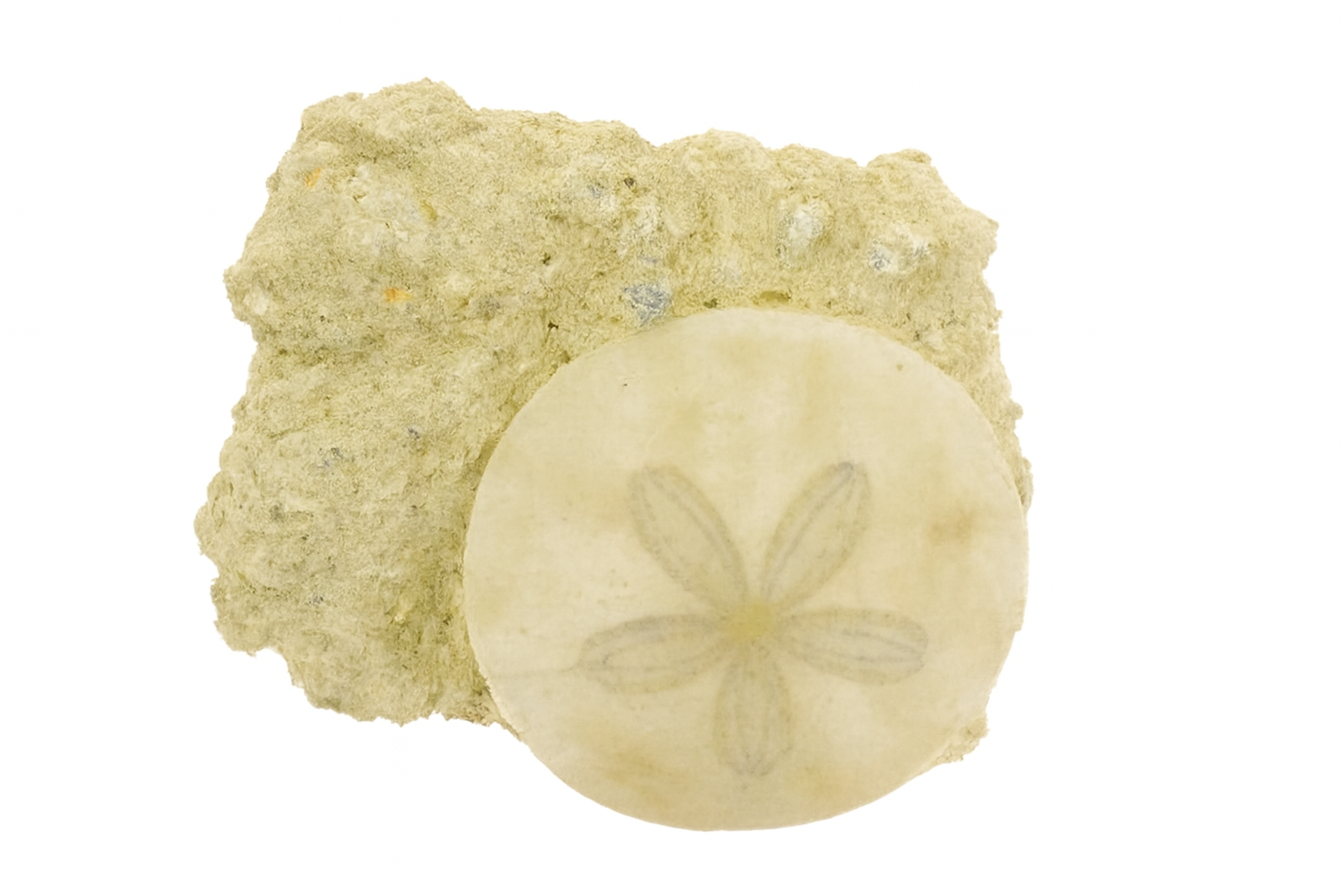 French Echinoids