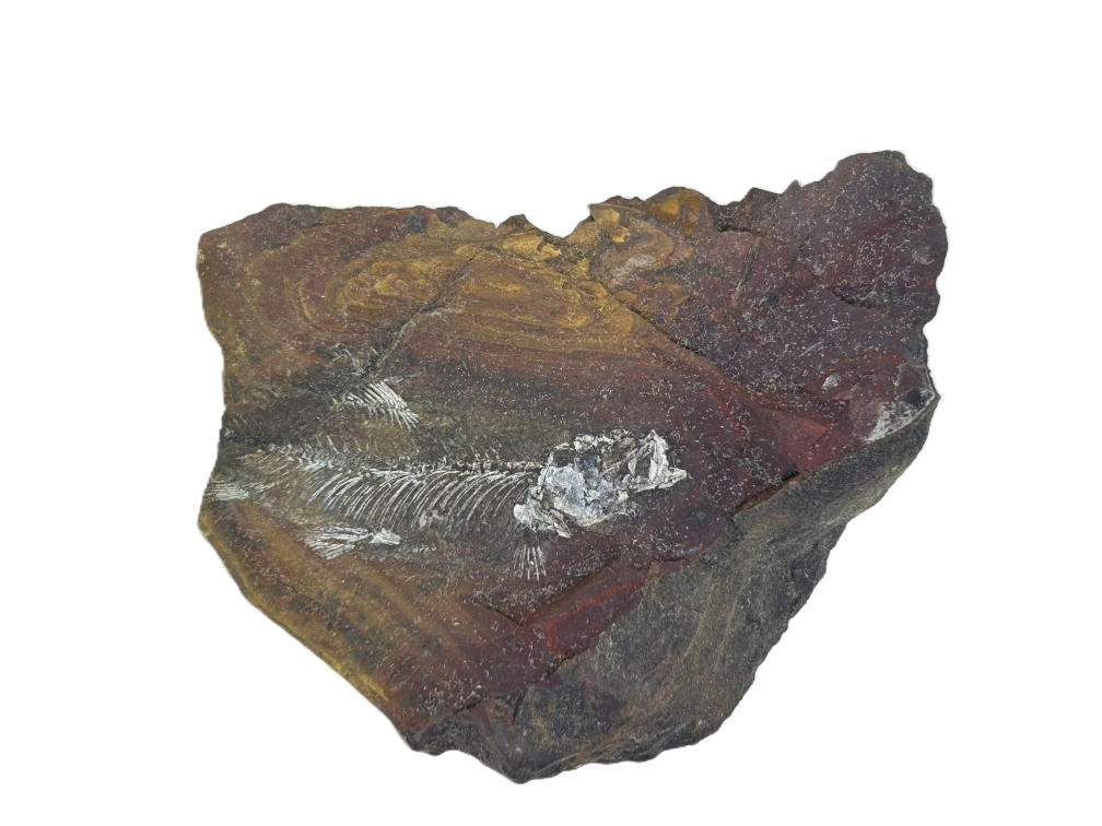 Cavenderichthys talbragarensis.