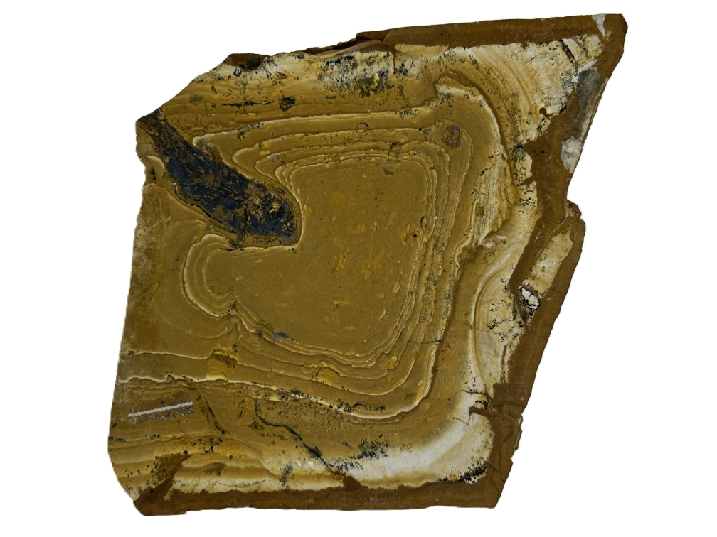 Cavenderichthys talbragarensis.