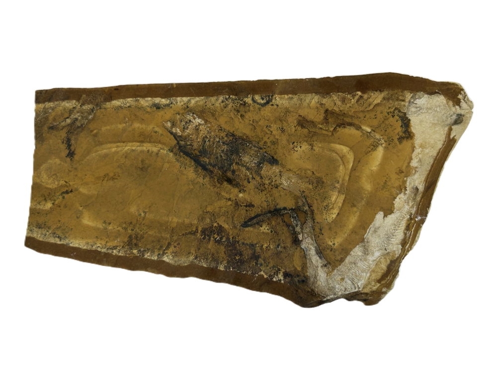 Cavenderichthys talbragarensis.