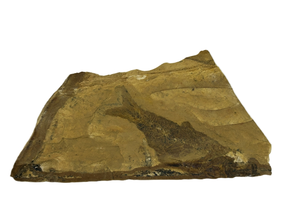 Cavenderichthys talbragarensis.