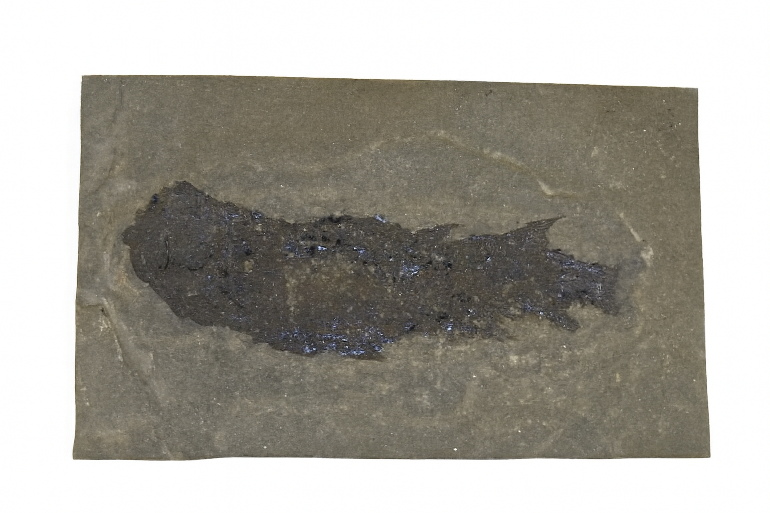 Osteolepis.