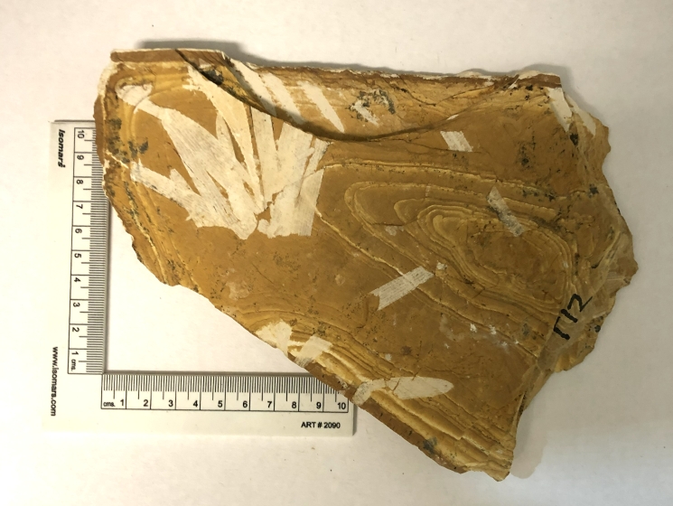 Agathis jurassica.