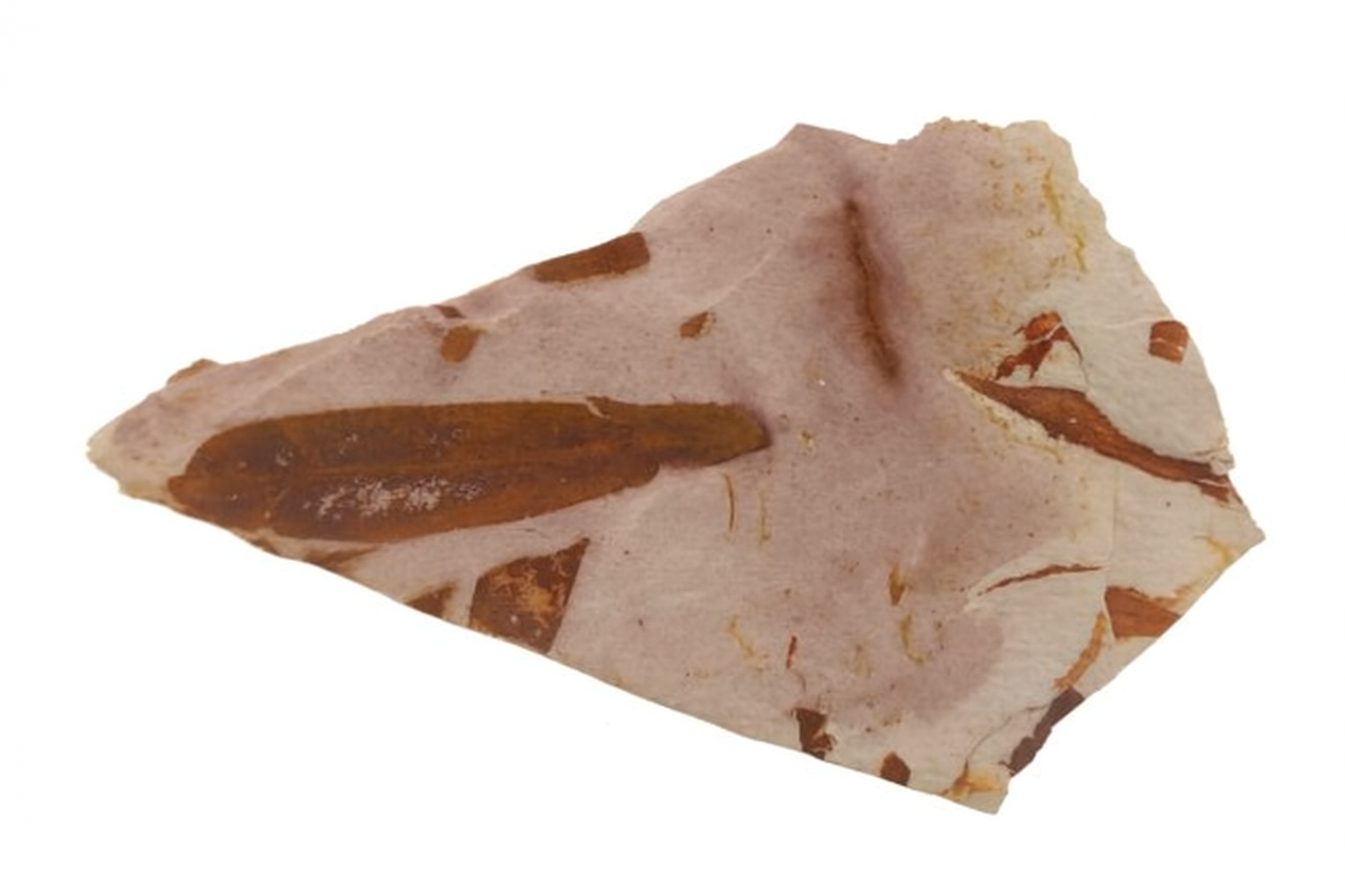 Glossopteris brownii.