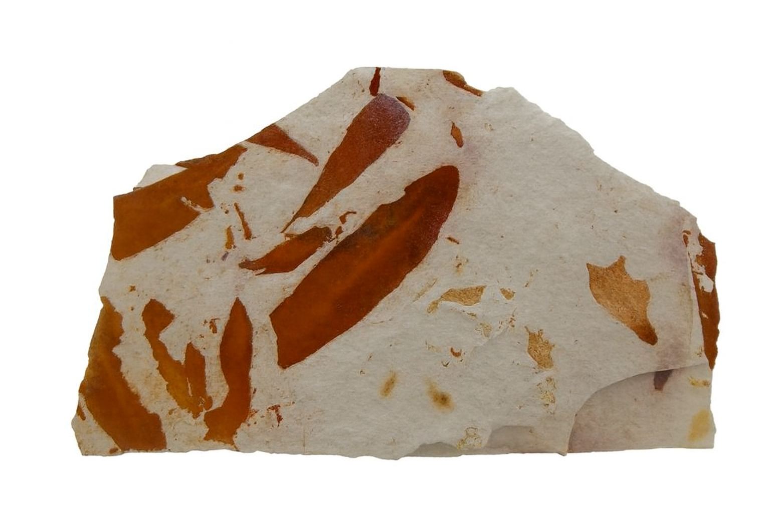 Glossopteris brownii.