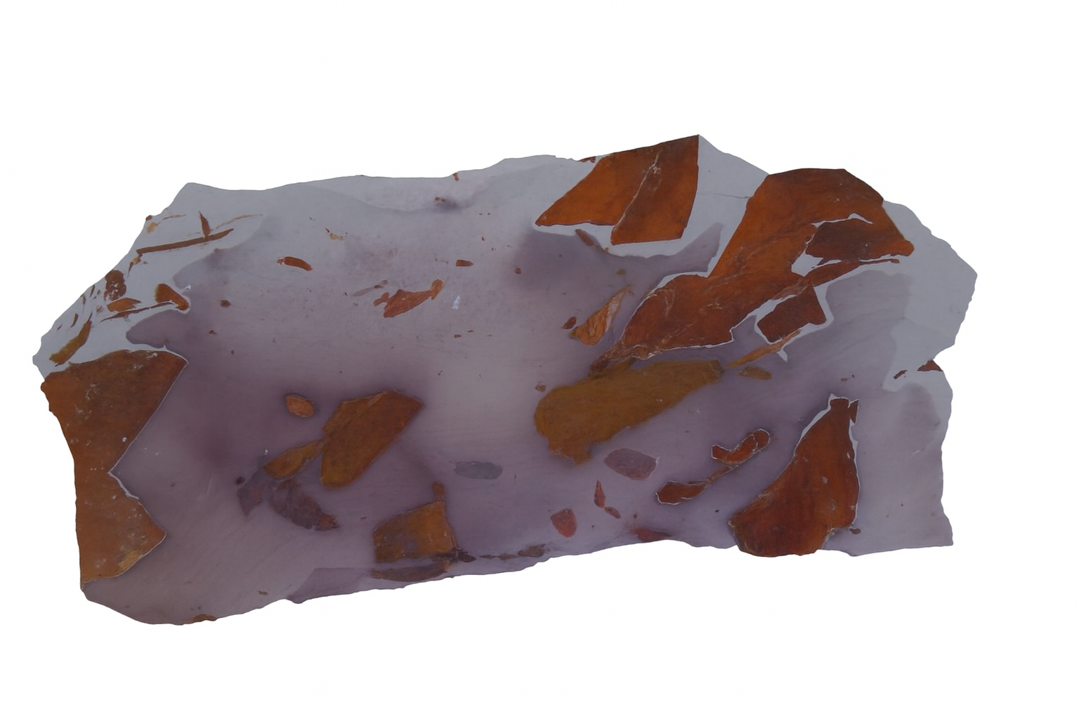 Glossopteris brownii.