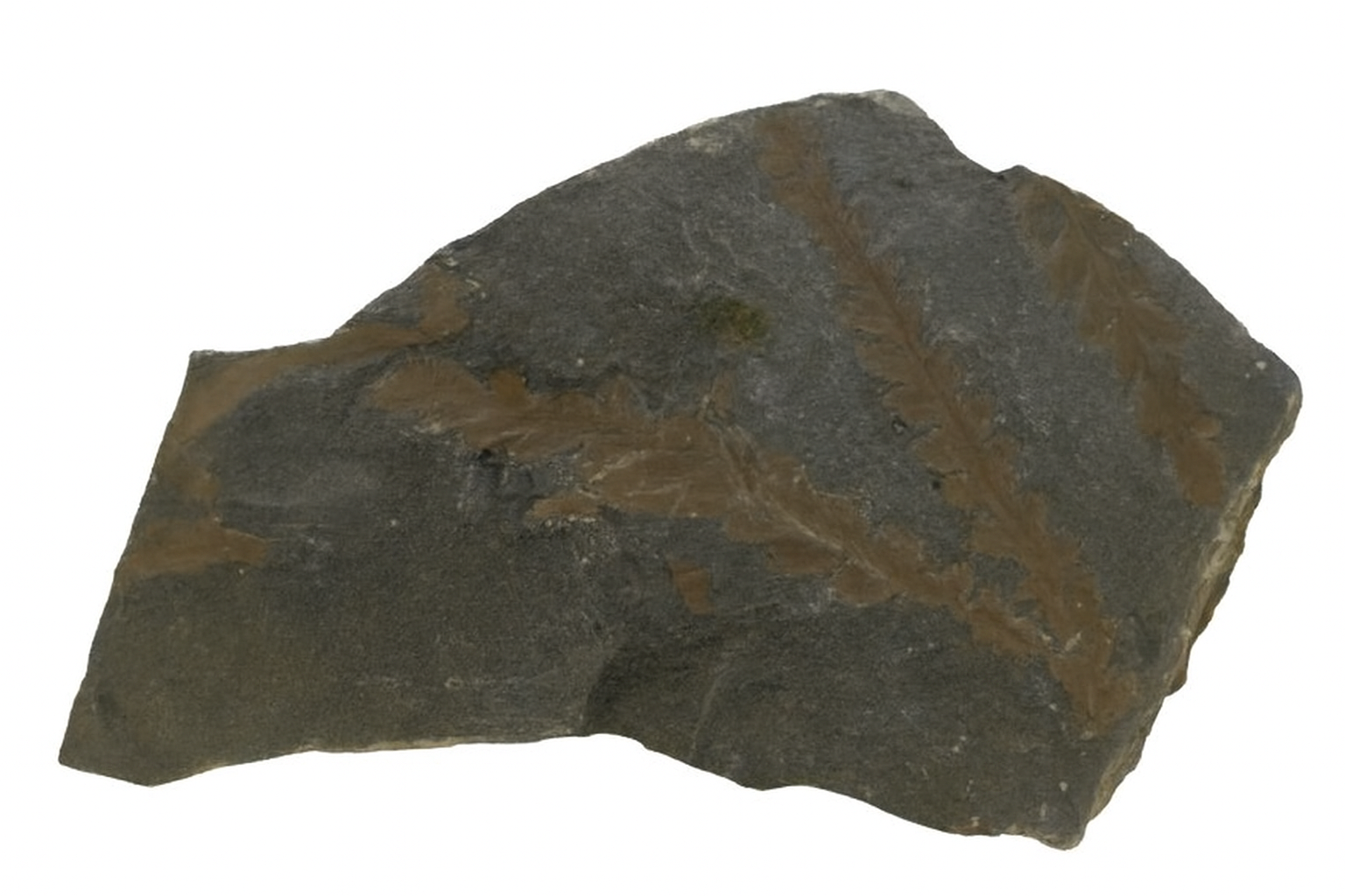 Dicroidium odontopteroides.