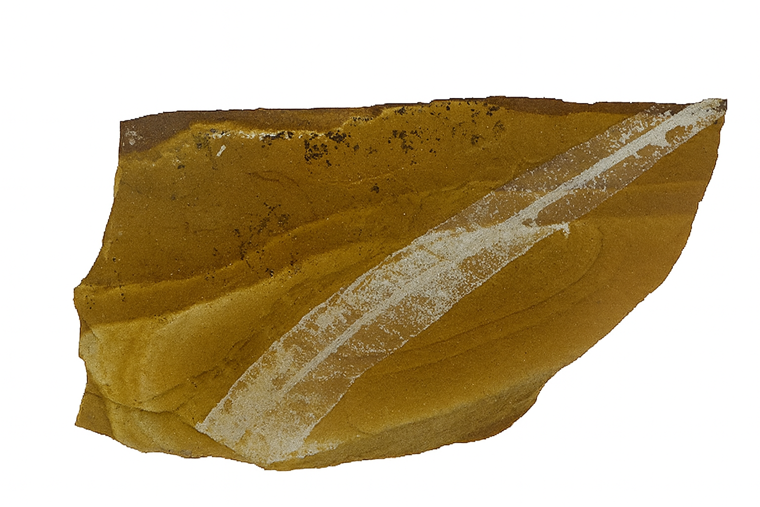 Pentoxylon australica