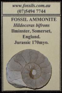 For the Beginner Collector