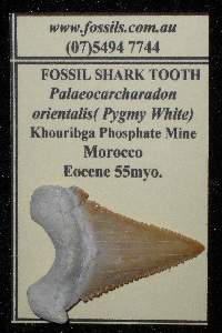 For the Beginner Collector