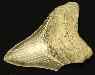 Partial U.S.A. Megalodon Teeth